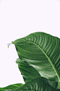植物素材png，绿色植物png、盆栽植物素材、盆景png-叶子png漂浮，叶子点缀，食菜类素材png-来自网络-收集整理@kaysar007