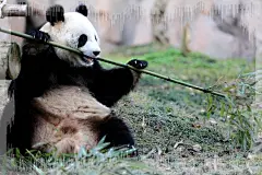 【新提醒】可爱的大熊猫_山东摄影论坛_摄影作品_布兰卡摄影论坛 - Powered by Discuz!