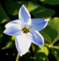 Ipheion uniflorum 。花韭。