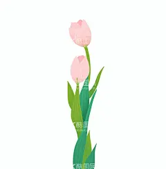 粉色浪漫郁金香  - 源文件下载【酷图网】花,花卉,植物,母亲节,感恩节,壁纸,包装,插画,水彩,郁金香,盛开鲜花,郁金香特写,郁金香花束