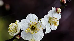 娇美雨后梅花桌面壁纸 2560x1440