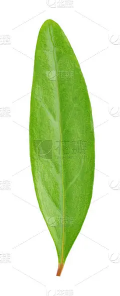 白色,叶子,石榴,分离着色,垂直画幅,无人,长方形,特写,俄罗斯,市场营销