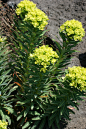 Euphorbia_jolkinii.jpg (696×1045) 大狼毒（学名：Euphorbia jolkinii）为大戟科大戟属下的一个种。