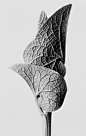 but does it float #beauty #biology #leaf #photo #structure #flower #organic #plant