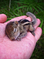 Rob The Baby Palm Squirrel Is So Cute It Hurts