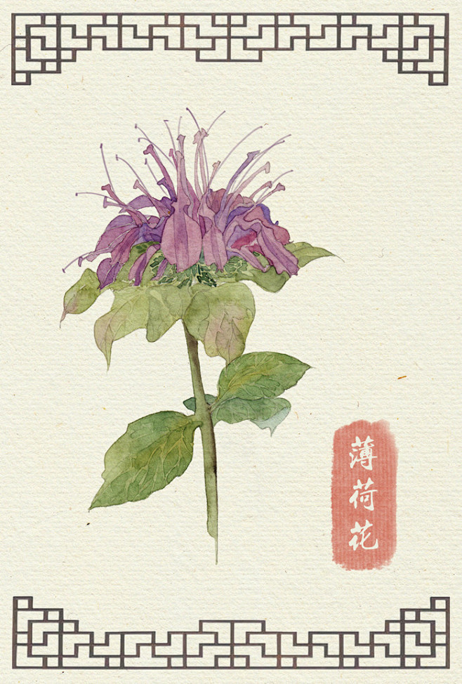 水彩手绘花卉- 薄荷花   插画：阿昕