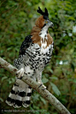 The ornate hawk-eagle is a bird of prey from the tropical Americas. This species is notable for its vivid colors, which differ markedly between adult and immature birds: