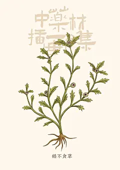 原创中药材插画合集|天麻三七当归龙脑香 - 小红书