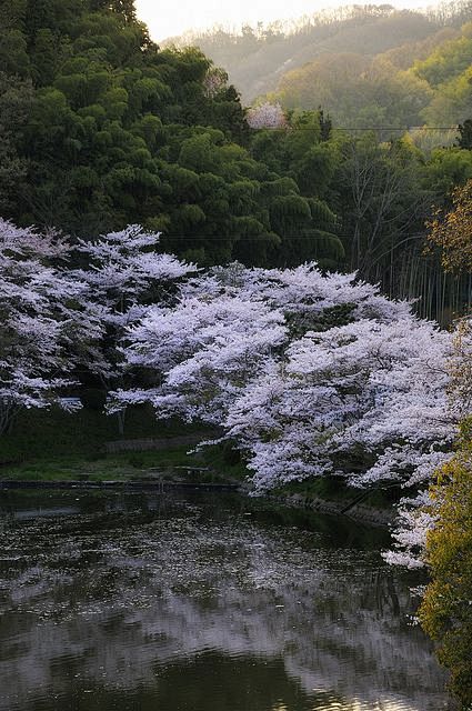 盛开的樱花树，Tokkuri湖，日本奈良...