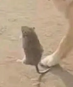 (80 条消息) 你见到过哪些笑到不行表情包？ - 知乎 : 这个我一定要回答！！！我可是表情包大户，最爱收集沙雕表情包，顺便在这存一下我的表情包哈哈哈哈哈不知…