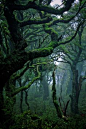 Subtropical rainforest in Waikaremoana, New Zealand