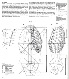 aninini采集到Struttura Uomo 人体结构