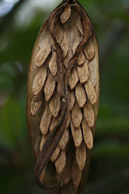 from a Plumeria Tree...