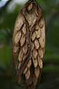 from a Plumeria Tree.  Seeds which you can plant and grow into beautiful trees!: 