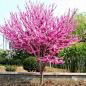 红花紫荆B2