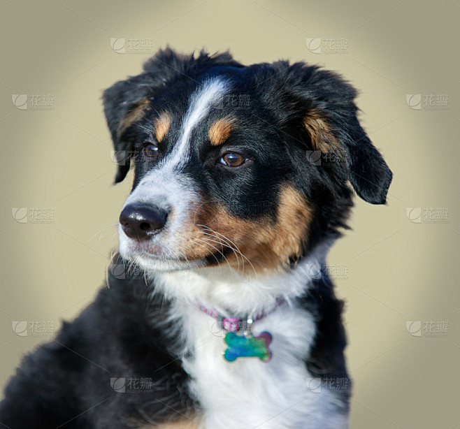 迷你澳大利亚牧羊犬(美国牧羊犬)幼犬雌性爆头