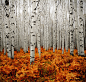 Aspen Forest, Colorado