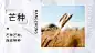芒种节气文艺实景banner