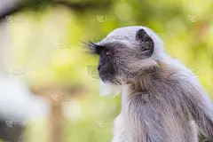 瑞诗凯诗,叶猴,印度,特写,水平画幅,猴子,夏天,户外,哺乳纲,城镇