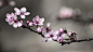 Cherry blossom by Rita Rodner on 500px