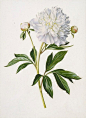外国经典手绘花卉 (60)