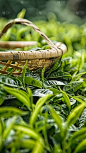 植物通用实景绿色茶叶茶园场景背景图片素材