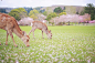去奈良，跟小鹿合一张影。 | LOFTER（乐乎） - 每个人的理想国