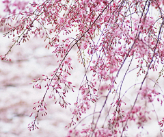 ╁车干シネ采集到醉花阴