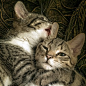 Cat, Two, Friendship, Hug, Small