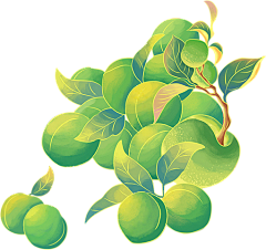 吃亿口香菜采集到插画-花朵绿植