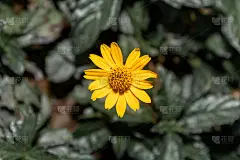 黄色矮向日葵在低饱和的绿色花园背景。提到寻找阳光，植物护理，园艺，健康和幸福。