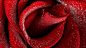 ID-944192-戴水珠的红色玫瑰花高清大图