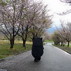唯美 意境 熊本熊背影表情包