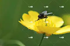 飞 蚊子 昆虫 关闭 海葵 开花 春天 高清壁纸 大自然壁纸