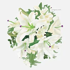 花卉百合七夕节情人节花束植物手绘插画psd图片大小2000x2000px 图片尺寸1.78 MB 来自PNG搜索网 pngss.com 免费免扣png素材下载！lily#白色#百合#插画#纯洁#淡色#花卉#花束#卡通手绘#礼物#七夕节#浅色#情人节#