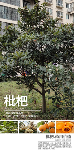 方糖设计采集到J-景观植栽/植物品种