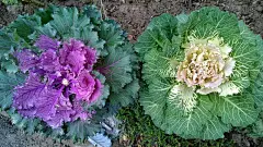 青菜，油菜，花白菜，羽衣甘蓝。分类:植物界。羽衣甘蓝绿色装饰植物。冬天12月开花。花圃。