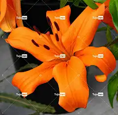 花 百合 植物 花壁纸 花瓣 美丽的花朵 干 自然 花卉背景