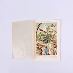 回到上世纪欧洲自然科学的课堂：欧洲古董自然科学平版印刷画，来自19世纪、20世纪的地理生物课本或是百科全书等古老的书籍，有些为手绘范本再印刷而成 |我在 @暖岛网 发现了1886年鸟类古董彩色平板印刷插画，分享给大家。