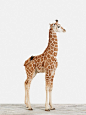 Baby Giraffe No. 5  Nursery Art!: 