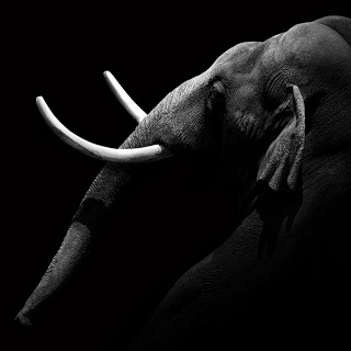 野生动物黑白摄影 by Lukas Ho...