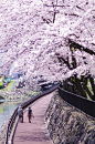 Cherry blossoms，Japan