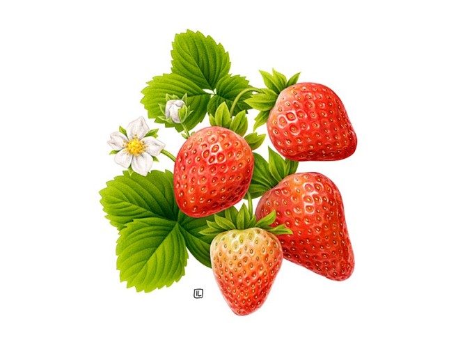 草莓乳制品食品水果植物插图现实草莓喷枪铅...