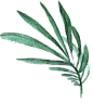 树叶 png 素材