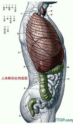 iQitzW0S采集到医学插画