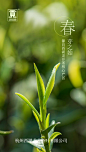 茶芽_百度图片搜索