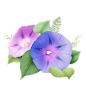 春夏天手绘鲜花花卉牵牛花免抠__PNG：