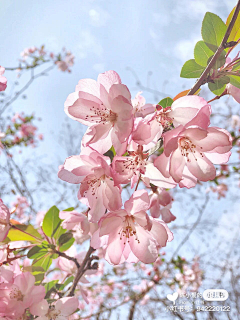 边城婉莹采集到陌上花开