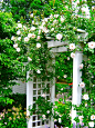 Gated Arbor Design, Pictures, Remodel, Decor and Ideas - page 24