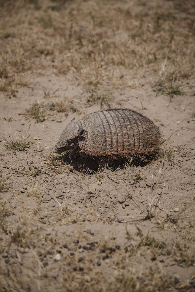 贫齿目犰狳科犰狳属多毛犰狳